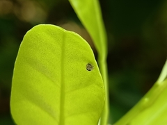 Papilio demoleus malayanus