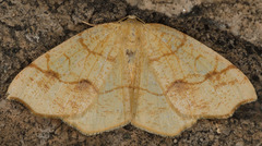 Nematocampa brehmeata