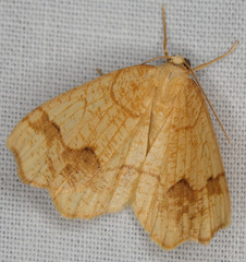 Nematocampa brehmeata