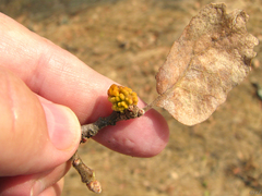 Burnettweldia corallina