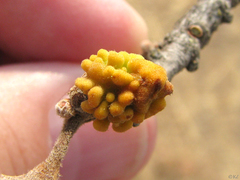 Burnettweldia corallina