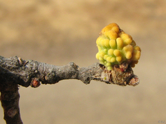 Burnettweldia corallina