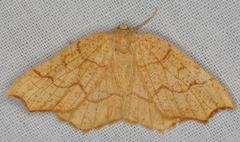 Nematocampa brehmeata
