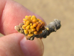 Burnettweldia corallina