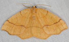 Nematocampa brehmeata