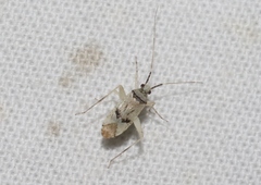 Phytocoris albellus
