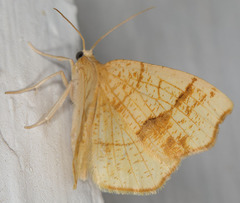 Nematocampa brehmeata