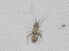 Phytocoris albellus