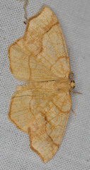 Nematocampa brehmeata