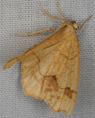 Nematocampa brehmeata