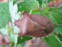 Pentatoma semiannulata