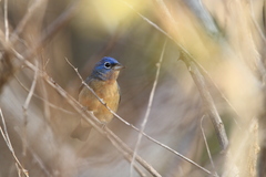 Passerina rositae