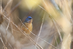 Passerina rositae