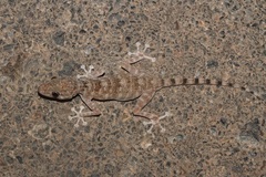 Ptyodactylus orlovi