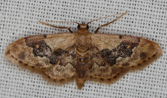 Idaea gemmata