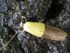 Opogona nipponica
