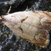 Andrioplecta pulverula - Photo (c) onidiras-iNaturalist, μερικά δικαιώματα διατηρούνται (CC BY-NC), uploaded by onidiras-iNaturalist