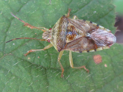 Elasmucha putoni