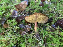 Xerocomellus zelleri