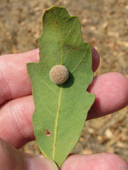 Cynips multipunctata