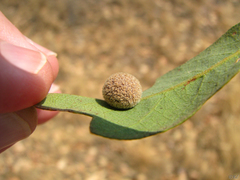 Cynips multipunctata