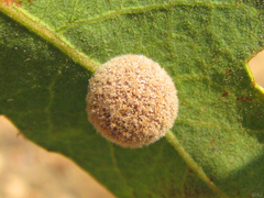 Cynips multipunctata