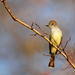 Nutting's Flycatcher - Photo (c) Christoph Moning, some rights reserved (CC BY), uploaded by Christoph Moning