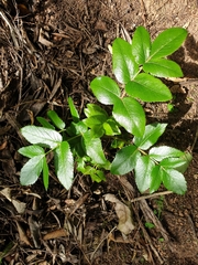 Scandia rosifolia