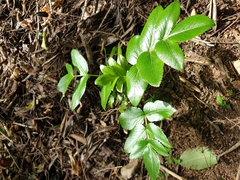 Scandia rosifolia