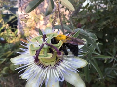Xylocopa sonorina