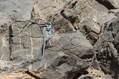 Pseudotrapelus jensvindumi