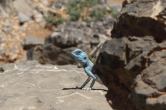 Pseudotrapelus jensvindumi