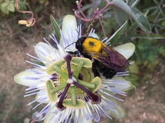 Xylocopa sonorina