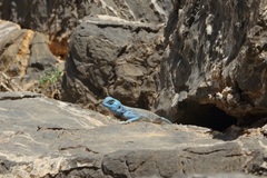 Pseudotrapelus jensvindumi