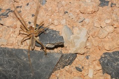 Galeodidae