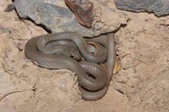 Platyceps rhodorachis