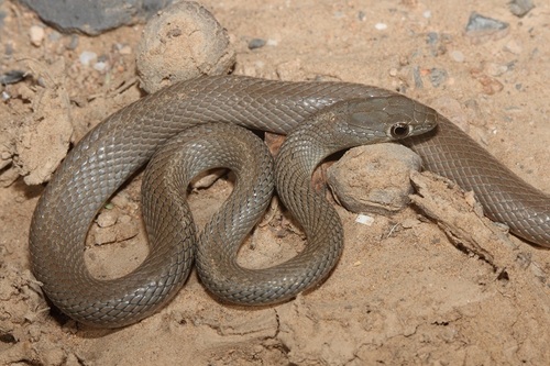 Wadi Racer