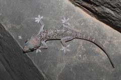 Hemidactylus hajarensis