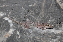 Hemidactylus luqueorum