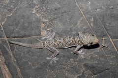 Hemidactylus luqueorum