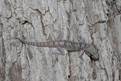 Hemidactylus luqueorum