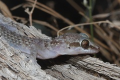 Hemidactylus luqueorum