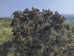 Comarostaphylis diversifolia diversifolia