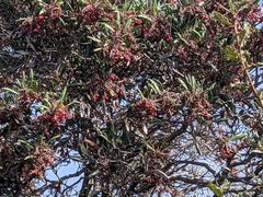 Comarostaphylis diversifolia diversifolia