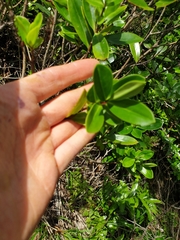 Veronica stricta macroura
