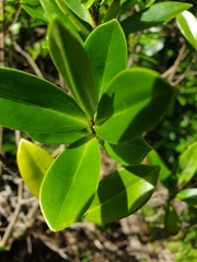 Veronica stricta macroura