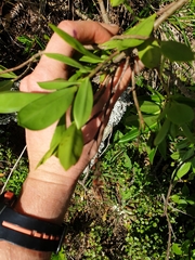 Veronica stricta macroura
