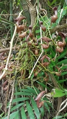 Aristolochia maxima