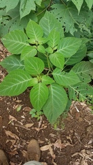 Lycianthes acapulcensis