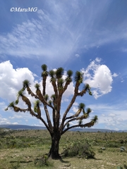 Yucca decipiens